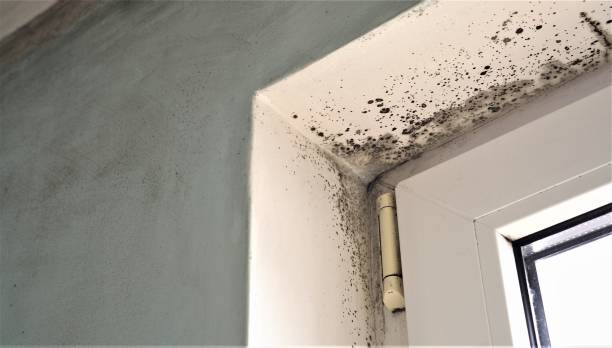 Forensic Mold Investigation in Brookside, NJ