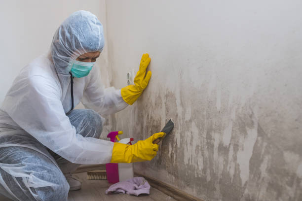 Environmental Consulting for Mold Prevention in Brookside, NJ