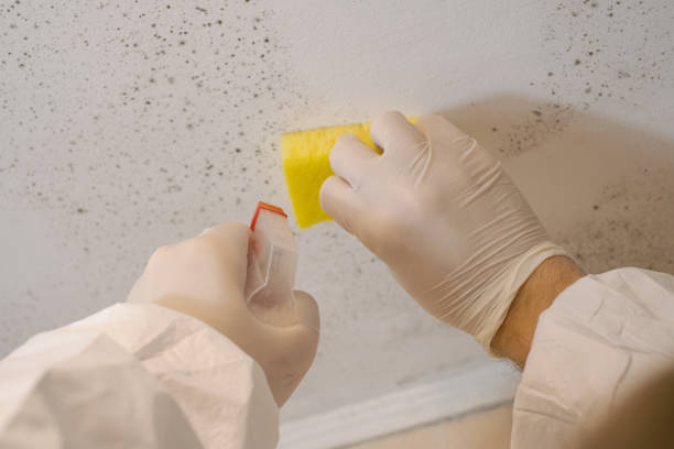 Best Mold Damage Restoration  in Brookside, NJ